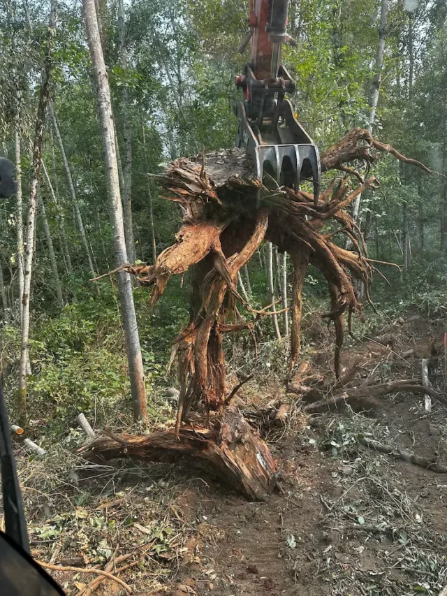 Excavator pulling out a large root while clearing land